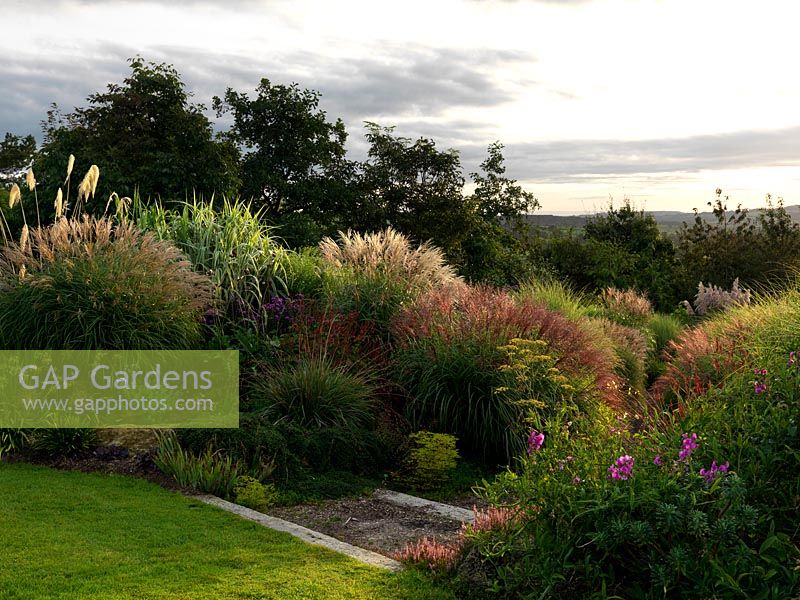 The Anniversary Grass Garden with Miscanthus, Cordaderia, Deschampsia and Stipa grasses. Perennial Polygonum vaccinnifolium, Persicaria amplexicaulis and foeniculum vulgare are planted in between with sweet pea scrambling in the foreground.