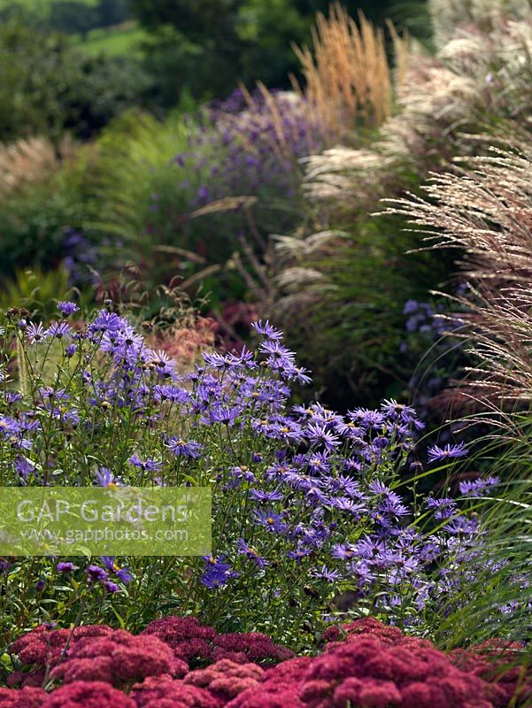 Aster amellus 'King George' in a large perennial border with Sedum, Verbena, Miscanthus and Deschampsia.