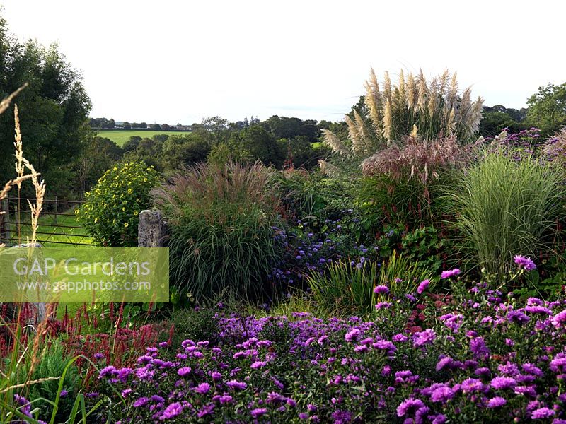 The Anniversary Grass Garden with Miscanthus, Cordaderia, Deschampsia and Stipa grasses, seen over Aster novi-belgii 'Patricia Ballard' with bright mauve pink double flowers, and beyond, Aster novi-belgii 'Ada Ballard' with large lilac-blue double flowers.