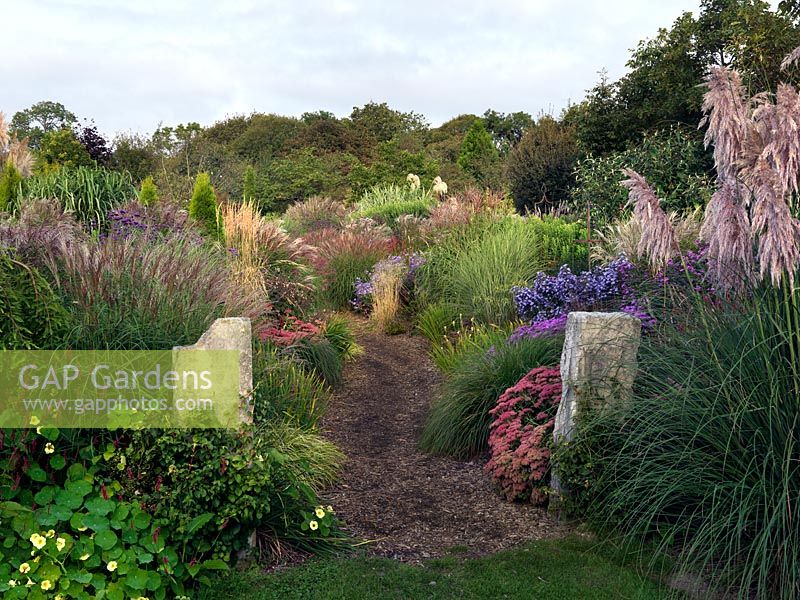 A path through the Anniversary Grass Garden bordered with Miscanthus, Cordaderia, Deschampsia and Stipa grasses and perennials - Persicaria amplexicaulis 'Atrosanguinea', Verbena bonariensis, Sedum, Aster amellus 'King George' and the taller Aster amellus 'Weltfriede'.