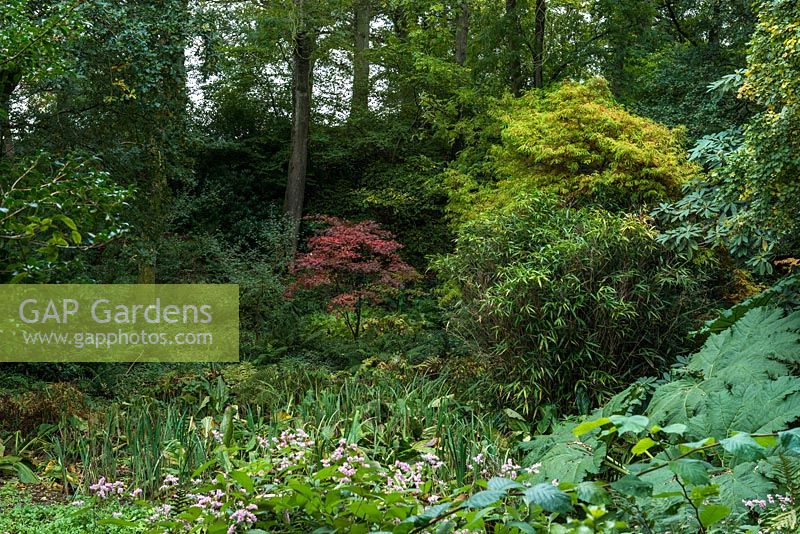 A shady woodland garden, established on site of former Roman clay pit planted 50 years ago, with a small bright Acer at its centre.
