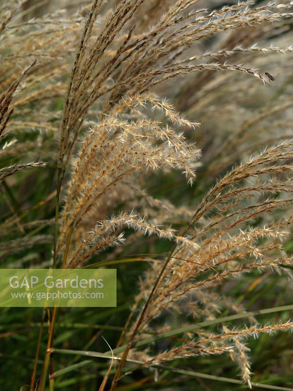 Miscanthus sinensis 'Silberspinne', a stately clump of grass with buff panicles in autumn.