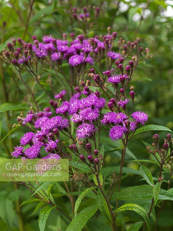 Vernonia crinita, ironweed, a very tall perennial which makes an excellent marginal plant, thriving in damp spots. Clusters if bright purple flowers in autumn.