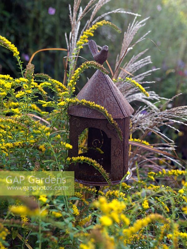 A small metal bird feeder surrounded by Solidago 'Fireworks' and Miscanthus grass.