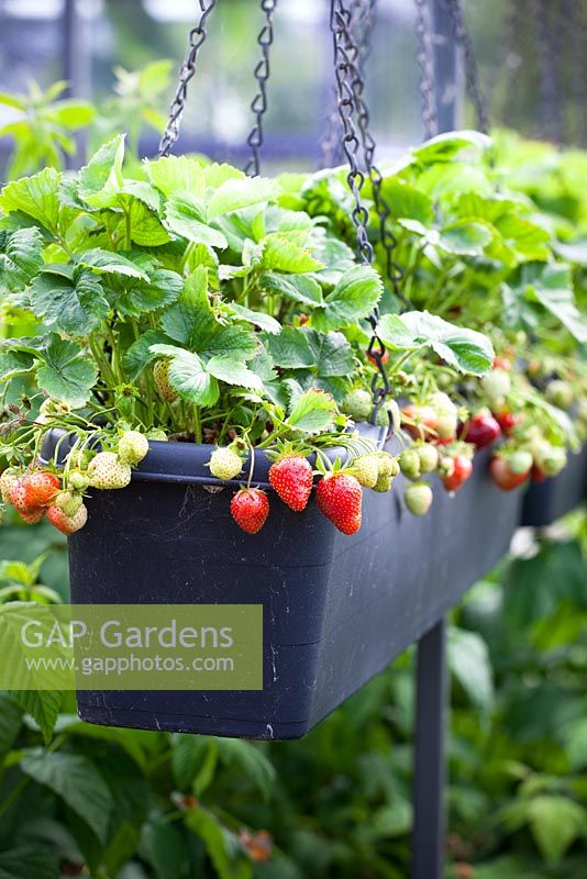Strawberries grown in hanging basket 'troughs' in the fruit cage at Holt Farm organic garden