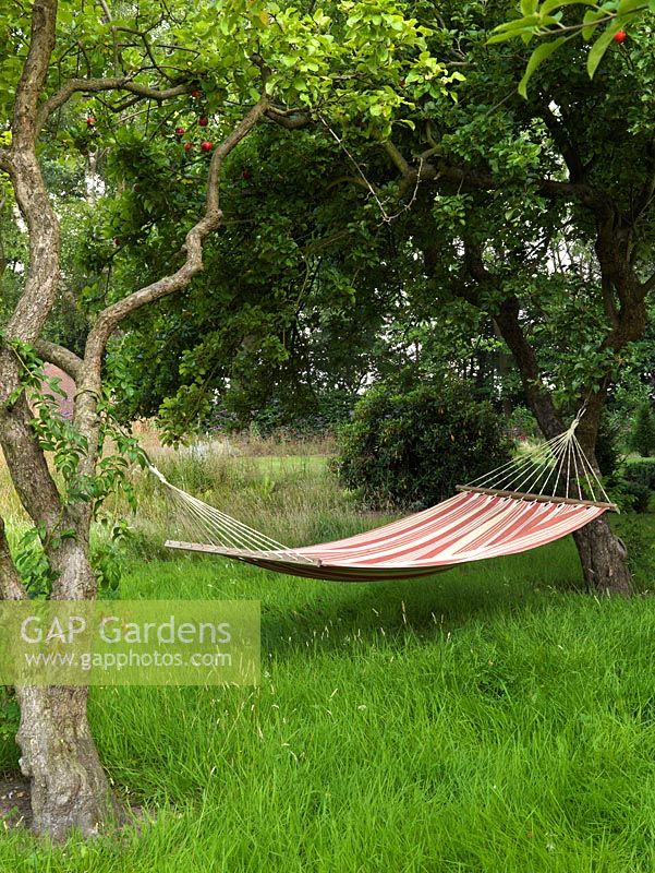 A cloth hammock strung between two old apple trees in the orchard.