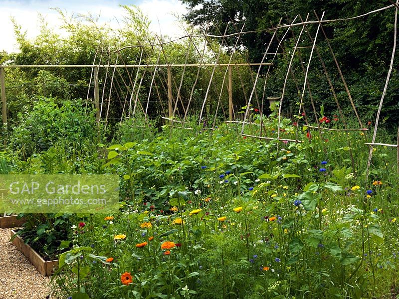 Kitchen garden of 6 rectangular, raised beds. Central hazel rod arch to support beans and sweet peas. Near bed planted with wildflowers - cornflower, corn cockle, marigold, mallow. Beds of potatoes, beetroot, spring onion, kale, carrot.
