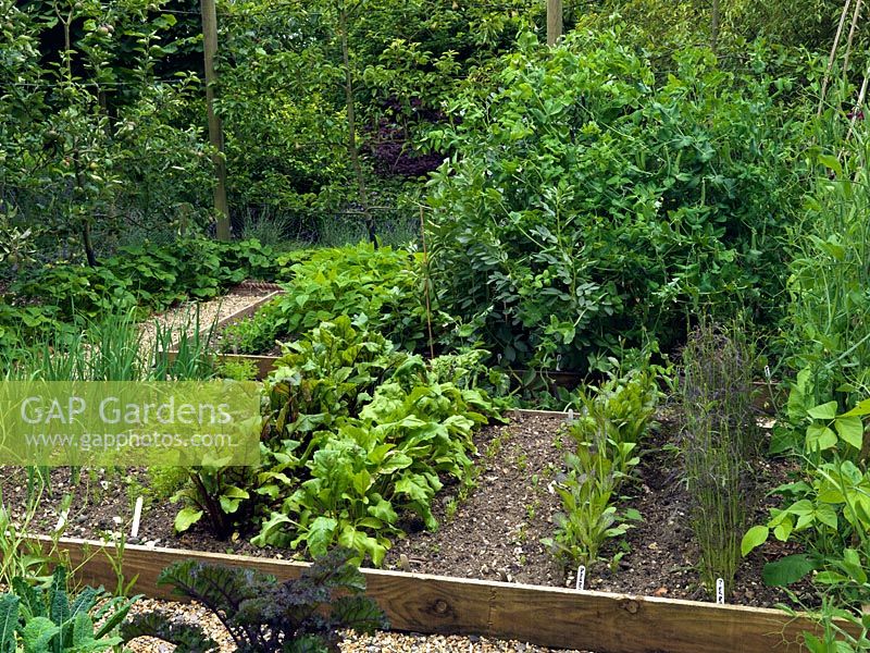 Kitchen garden of 6 rectangular, raised beds. Central hazel rod arch to support beans and sweet peas. Rows of beetroot, spring onion, carrot, beans, peas. Behind, espalier pear and lavender.