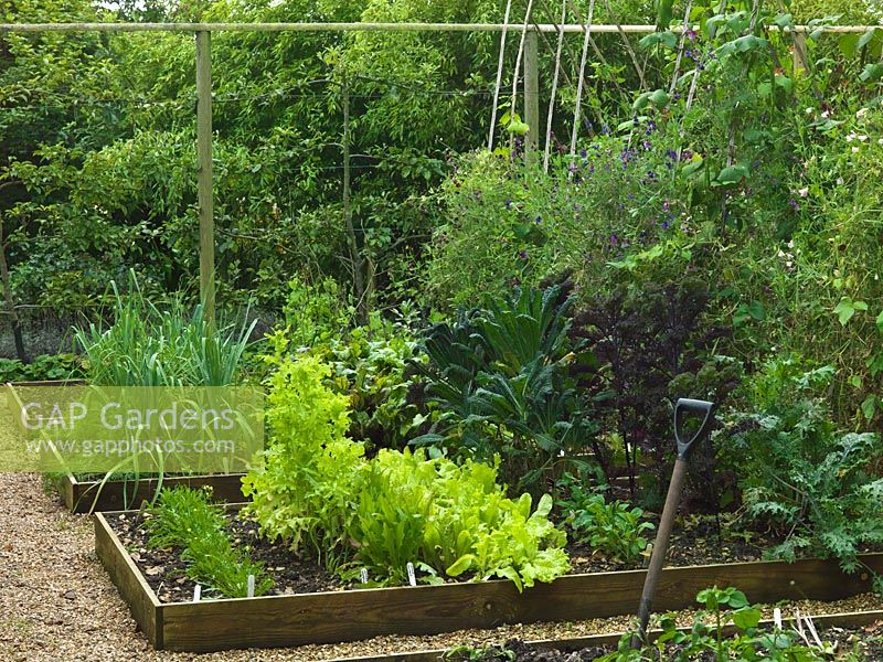 Kitchen garden of 6 rectangular, raised beds. Central hazel rod arch to support beans and sweet peas. Rows of beetroot, spring onion, carrot, beans, lettuce, peas. Behind, espalier pear and lavender.