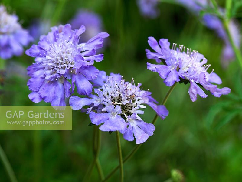 Scabiosa caucasica Stafa, scabious, bears delicate, blue flowers throughout summer.