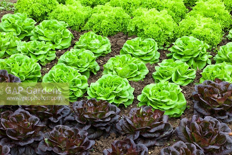 Salanova lettuces - Lettuce 'Gaugin' and 'Archimedes'