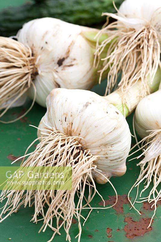 Allium ampeloprasum var. ampeloprasum - Elephant Garlic syn. Giant Garlic. 
