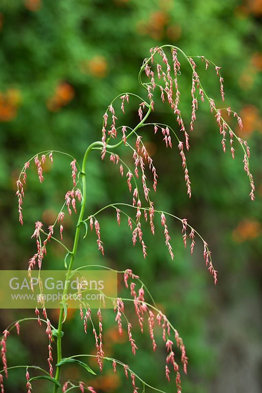 Calomeria amaranthoides - Humea elegans. Incense Plant