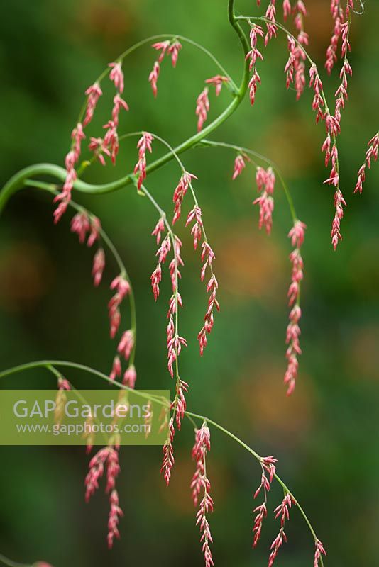 Calomeria amaranthoides - Humea elegans. Incense Plant