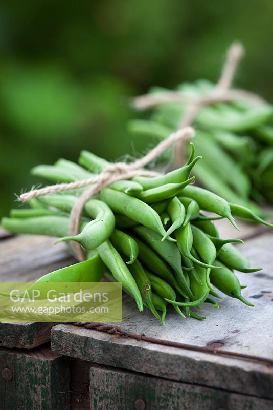 Harvested bunch of French Beans 'Masterpiece' tied up with string