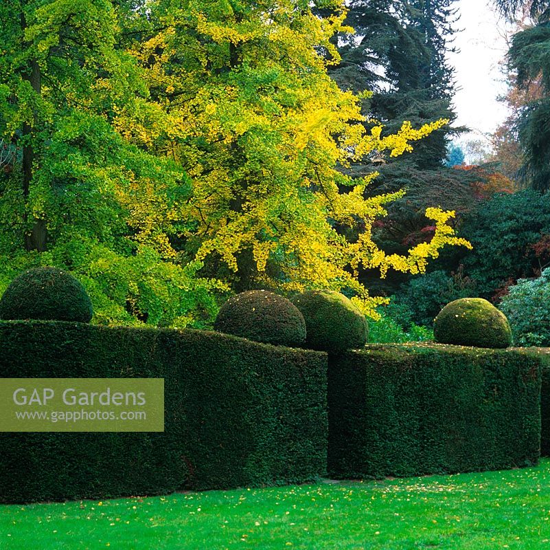 Behind mature, clipped yew hedge with topiary domes on top, two magnificent Ginkgo biloba, planted in 1901.