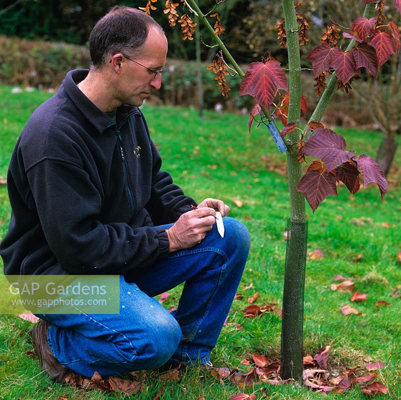 Stephen Lloyd, head gardener, collating information by a species acer - B SWJ6373, probably Acer rufinerve, which he  propagated and planted in 2002.