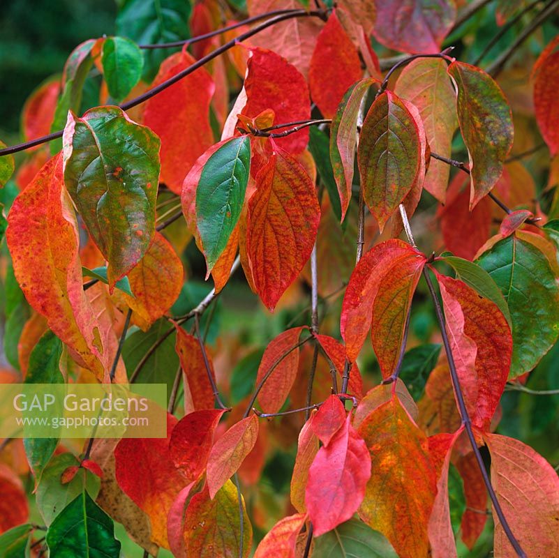 Cornus nuttallii Ascona, Western dogwood, a deciduous tree with green foliage that turns red and crimson in autumn.