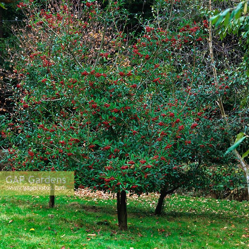 Photinia nittakayamensis, evergreen, with clusters of bright red berries in autumn.