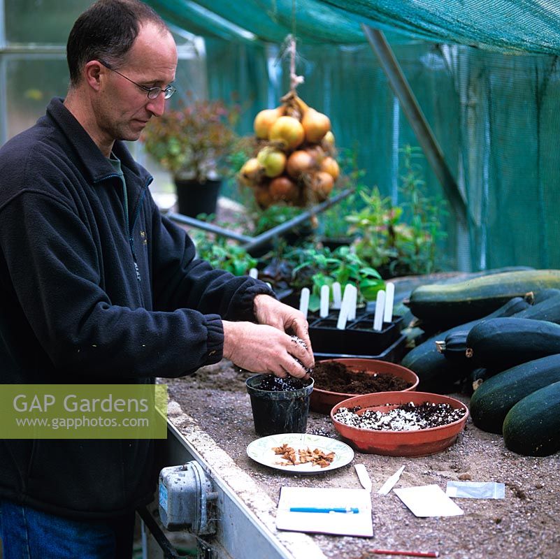 Stephen Lloyd, head gardener, in his greenhouse where he has propagated many rare plants from seed collected in the wild. Here he pours compost into pot, seeds ready on plate.