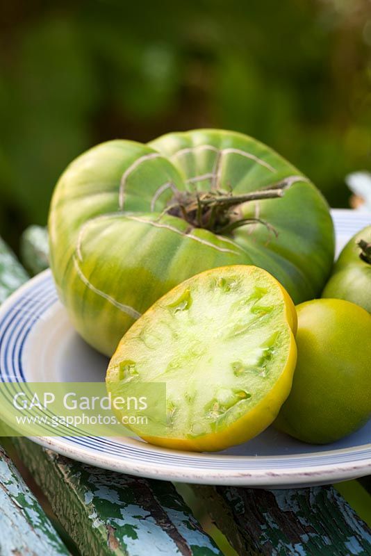 Tomato 'Aunt Ruby's German Green'. Heirloom beefsteak tomato