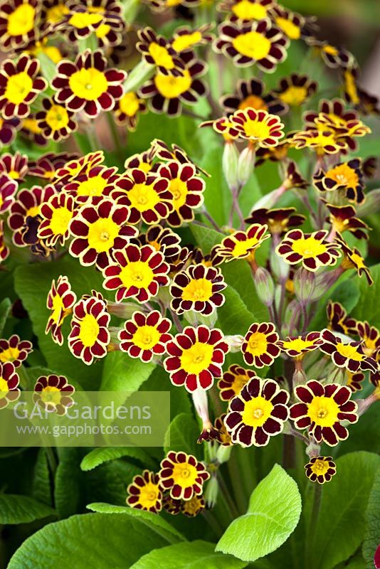Primula Gold-laced Group
