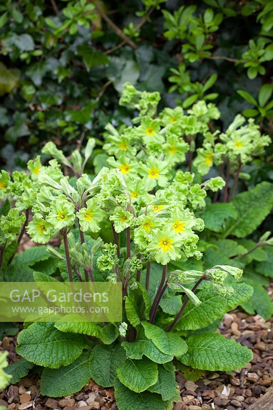 Primula 'Francisca' syn. Primula 'Francesca' growing at the base of hedge at Perch Hill