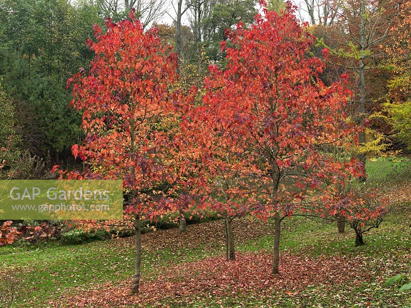 A grove of three red-leaved Liquidambar styraciflua.