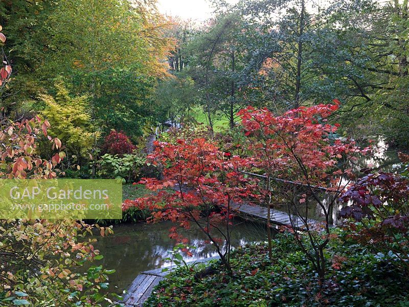 Acers, their leaves turning red, crimson and gold, thrive in damp shade beside Fontnell brook which passes under the bridge before arriving at Springhead lake.