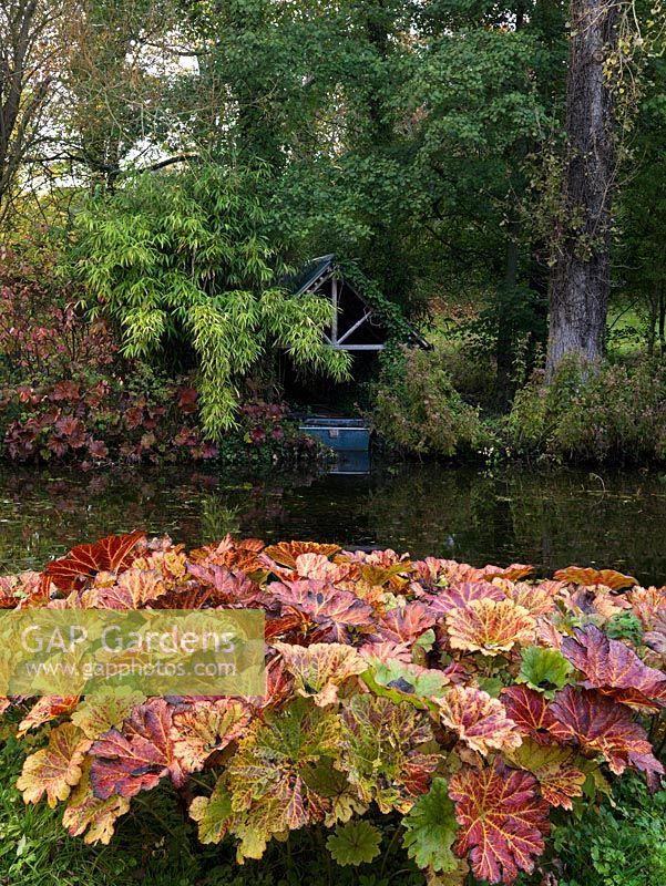 A concealed boathouse edged in bamboo, seen from beneath a red-leaved Liquidambar styraciflua on the opposite side of the lake. On bank, red Darmera peltata leaves,