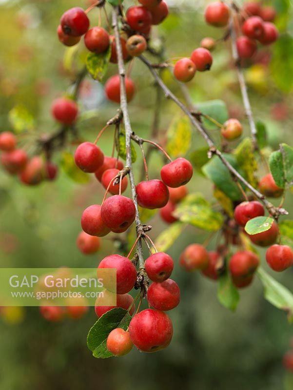Malus x robusta 'Red Sentinel', crab apple, bears masses of small red and yellow fruits in autumn.