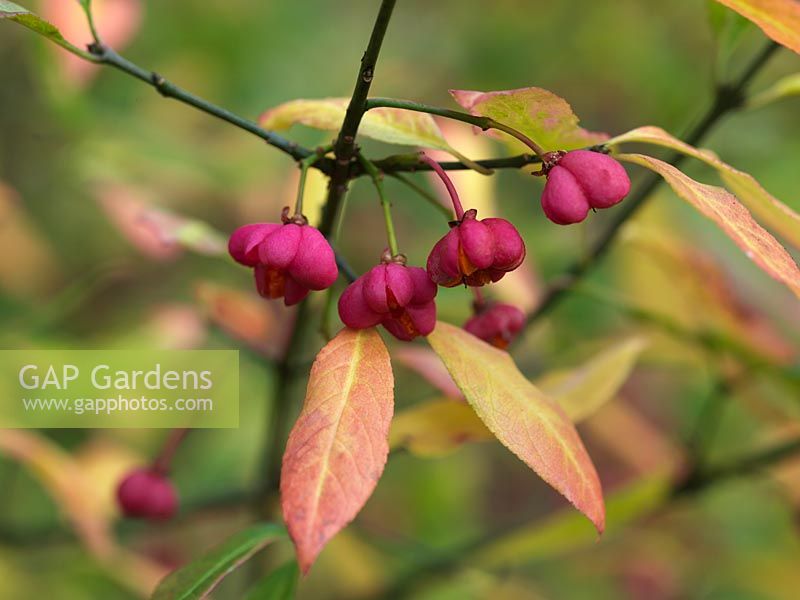 Euonymus europaeus Red Cascade, spindle tree, a deciduous shrub with rich green leaves that turn red in autumn alongside red, four-lobed fruit with orange inners.