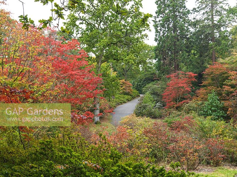 Arboretum - Exbury Gardens - Acer Palmatum - Japanese Maples in full autumn colour, alongside oaks and azaleas.