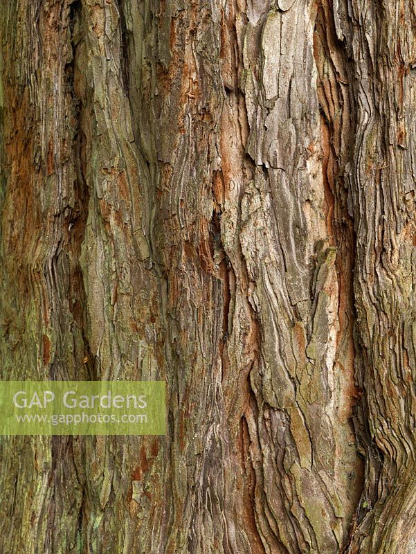 Metasequoia glyptostroboides, Dawn redwood - Highly textured bark