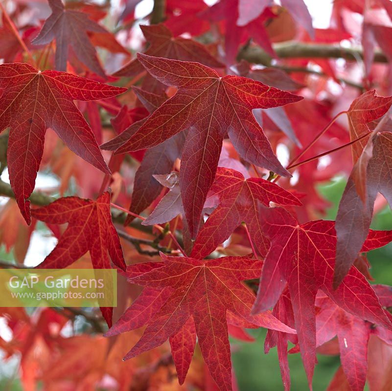 Liquidambar styraciflua 'Worplesdon', Sweet gum, a deciduous tree with bright crimson leaves in autumn.