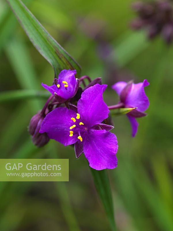 Tradescantia Andersoniana Group, an evergreen perennial with long, lance-shaped, slightly fleshy leaves and triangular shapedflowers wih fluffy centres and gold stamens.