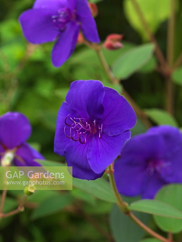 Tibouchina urvilleana, Brazilian spider flower or Glory bush, a tender shrub which, from summer, bears saucer-shaped, silky, blue purple flowers with dark, hooked stamens.