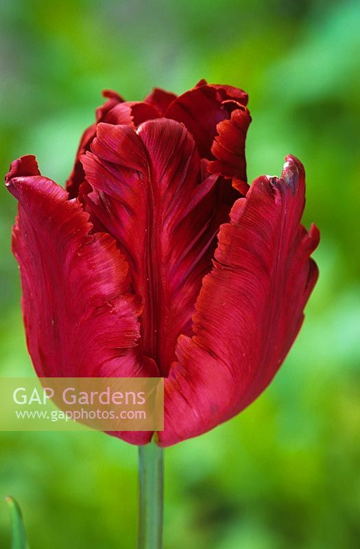 Tulipa 'Bird of Paradise'