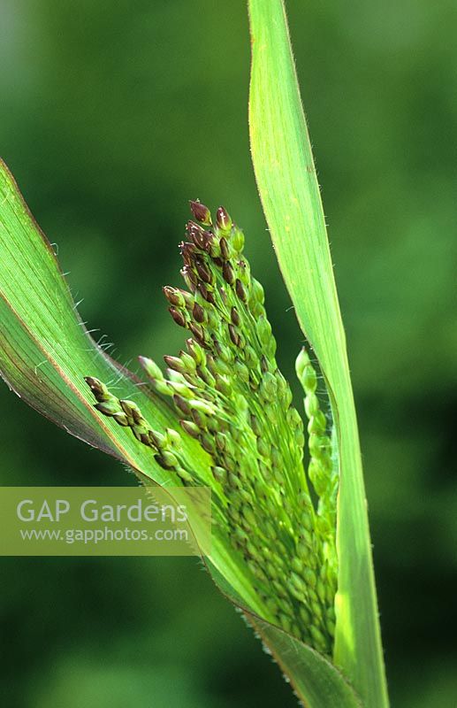 Panicum violaceum syn P. miliaceum Violaceum. Ornamental grass. Millet