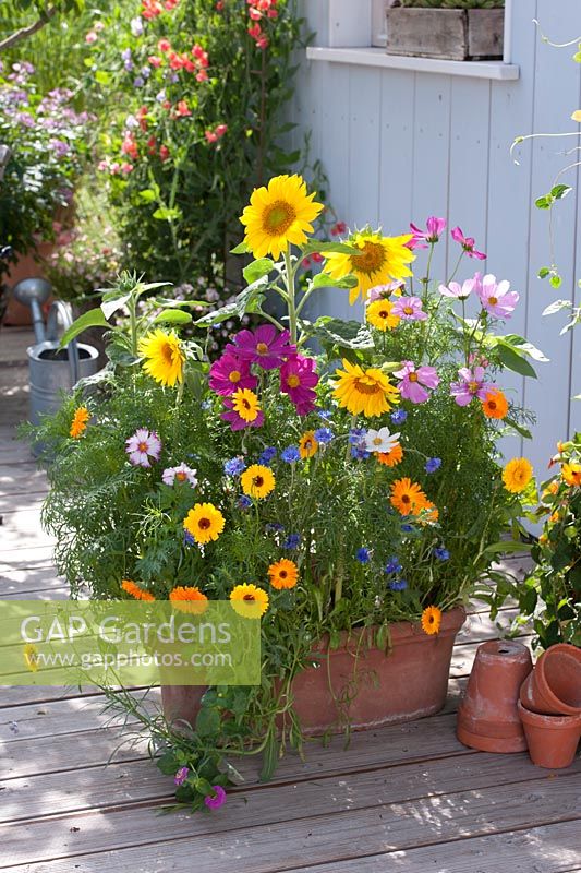 Colorful Summer Flowers Mix 'Moessinger summer' in large terracotta trough container on terrace.  Sown from seed. Helianthus - sunflower, Calendula - marigold, Centaurea cyanus - Cornflower, Cosmos 