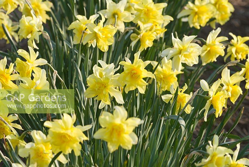Narcissus 'Sulphur Phoenix' syn. N. 'Codlings and Cream', and 'Lemon Phoenix'. Div 4, a historical daffodil pre-1820