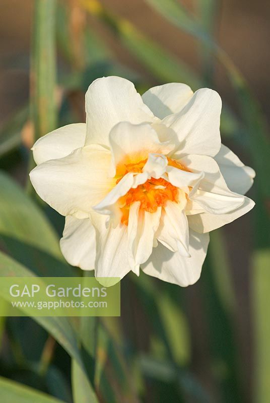 Narcissus 'Mary Copeland'. Div 4, a historical daffodil pre-1914