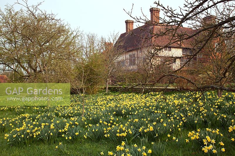 Narcissus 'Princeps' at Great Dixter - Daffodils