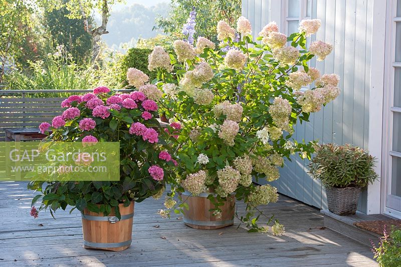 Terrace with Hydrangea paniculata 'Limelight', H. macrophylla 'Schoene Bautznerin' in containers
