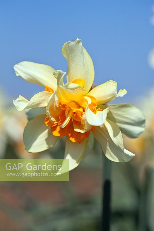 Narcissus 'Glowing Phoenix' Div 4 Historical daffodil bred by R. O. Backhouse, pre-1930
