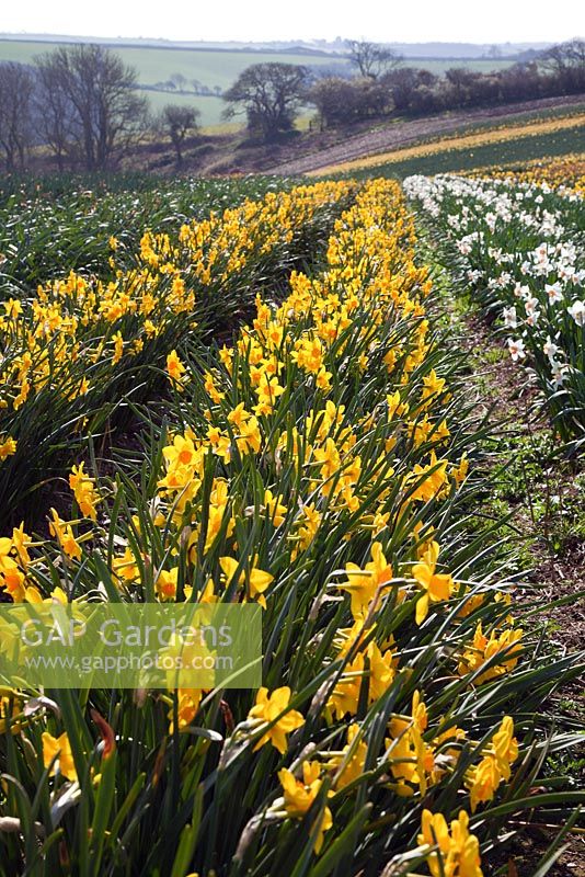 Rows of Narcissi in a commercial field including Narcissus 'Garden Opera' and 'Brideshead' 