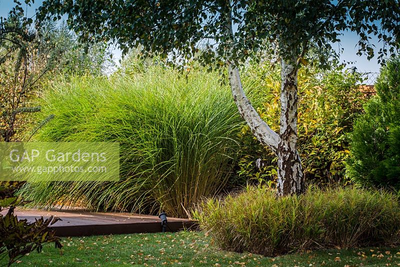 Miscanthus sinensis 'Gracillimus', old  betula and grass carex muskingumensis planted under the tree