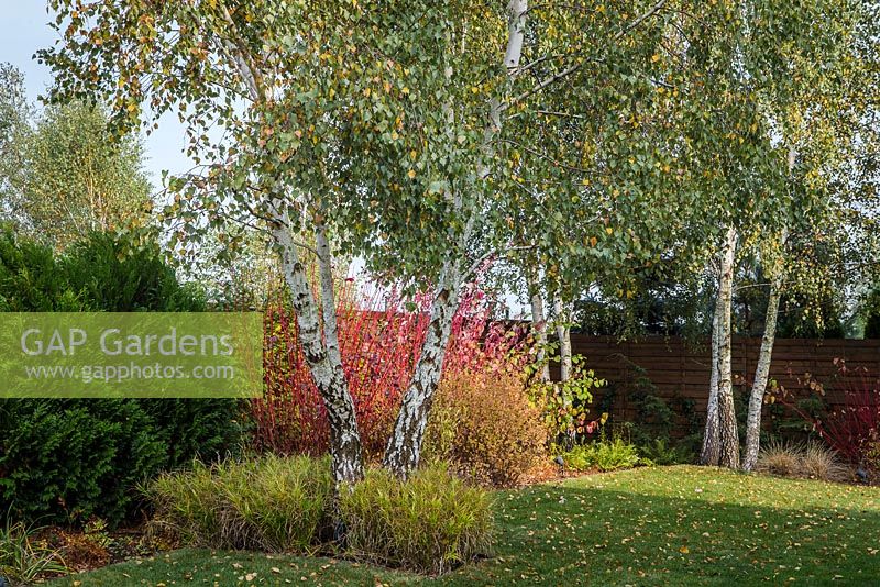 Autumn border with conifers, trees, deciduous shrubs and grasses. This set of plants looks good also during tough winter.