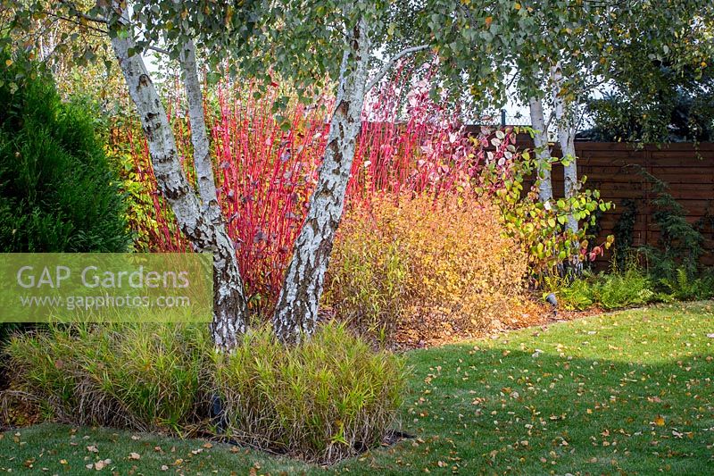 Autumn border of cornus alba and other deciduous shrubs and grasses. This set of plants looks good also during tough winter.