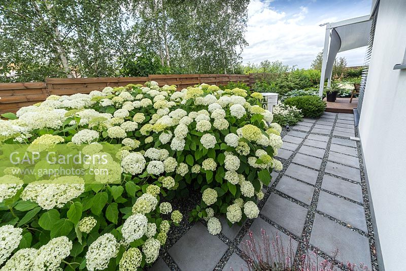 Long path surrounded house and big group of Hydrangea arborescens 'Anabelle Strong'